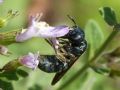 Ceratina chalcites (cfr.)